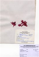 藏品(角叉菜)的圖片